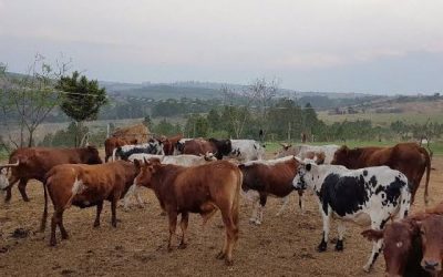cows for sale