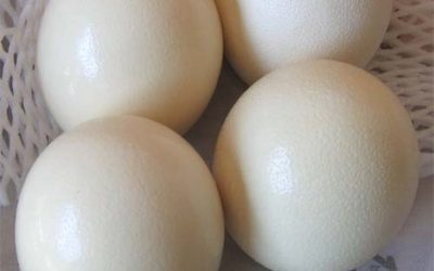 Nkosi Agro farms Pty Ltd Ostrich eggs for sale